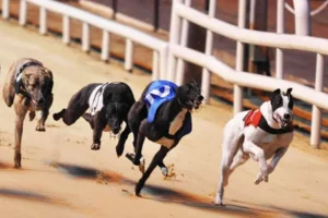 Bí Quyết Chơi Game Nhanh Đua Chó Tydo88 Trăm Trận Trăm Thắng