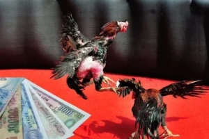 Chinh Phục Sàn Đấu Sabong Tydo88 Đẳng Cấp Quốc Tế Đỉnh Cao